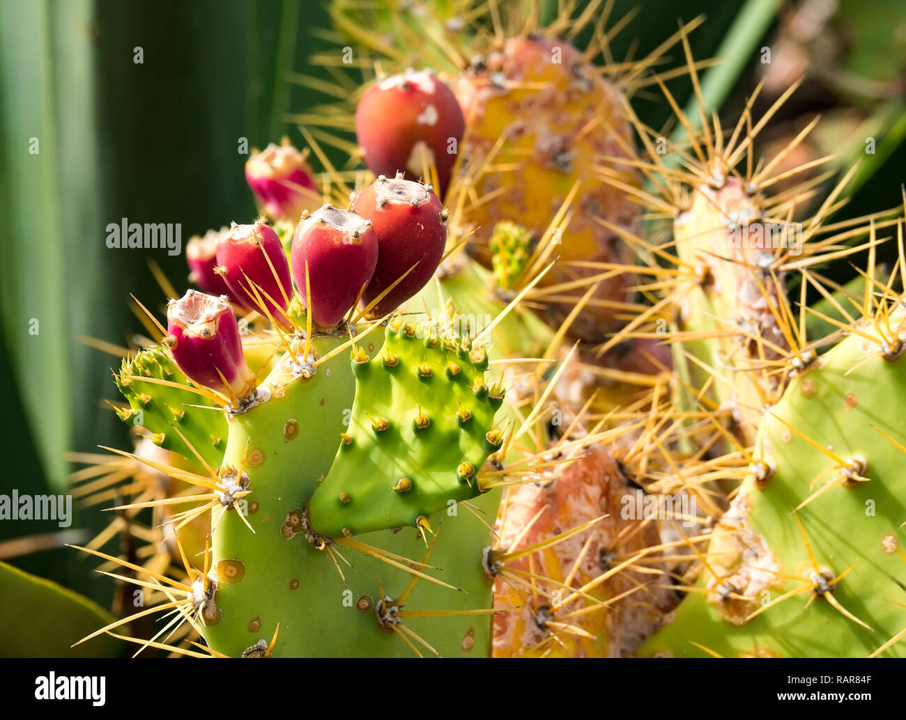 Kaktus Stock Photos & Kaktus Stock Images - Alamy