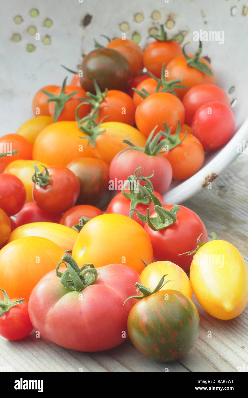 Solanum lycopersicum. Freshlu  picked organic heirloom tomatoes in a colander. Pictured include Darby striped,Chadwick cherry, Red Pear  & Tibet apple Stock Photo