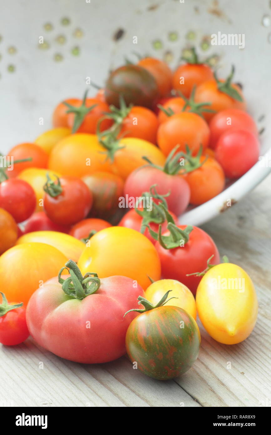 Solanum lycopersicum. Freshlu  picked organic heirloom tomatoes in a colander. Pictured include Darby striped,Chadwick cherry, Red Pear  & Tibet apple Stock Photo