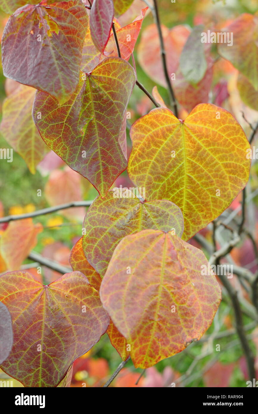 Cercis canadensis. Autumn leaves of Cercis Canadensis Forest Pansy, also called American redbud, October, UK Stock Photo