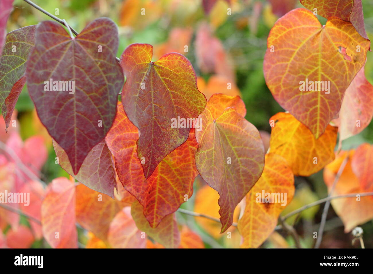 Cercis canadensis. Autumn leaves of Cercis Canadensis Forest Pansy, also called American redbud, October, UK Stock Photo