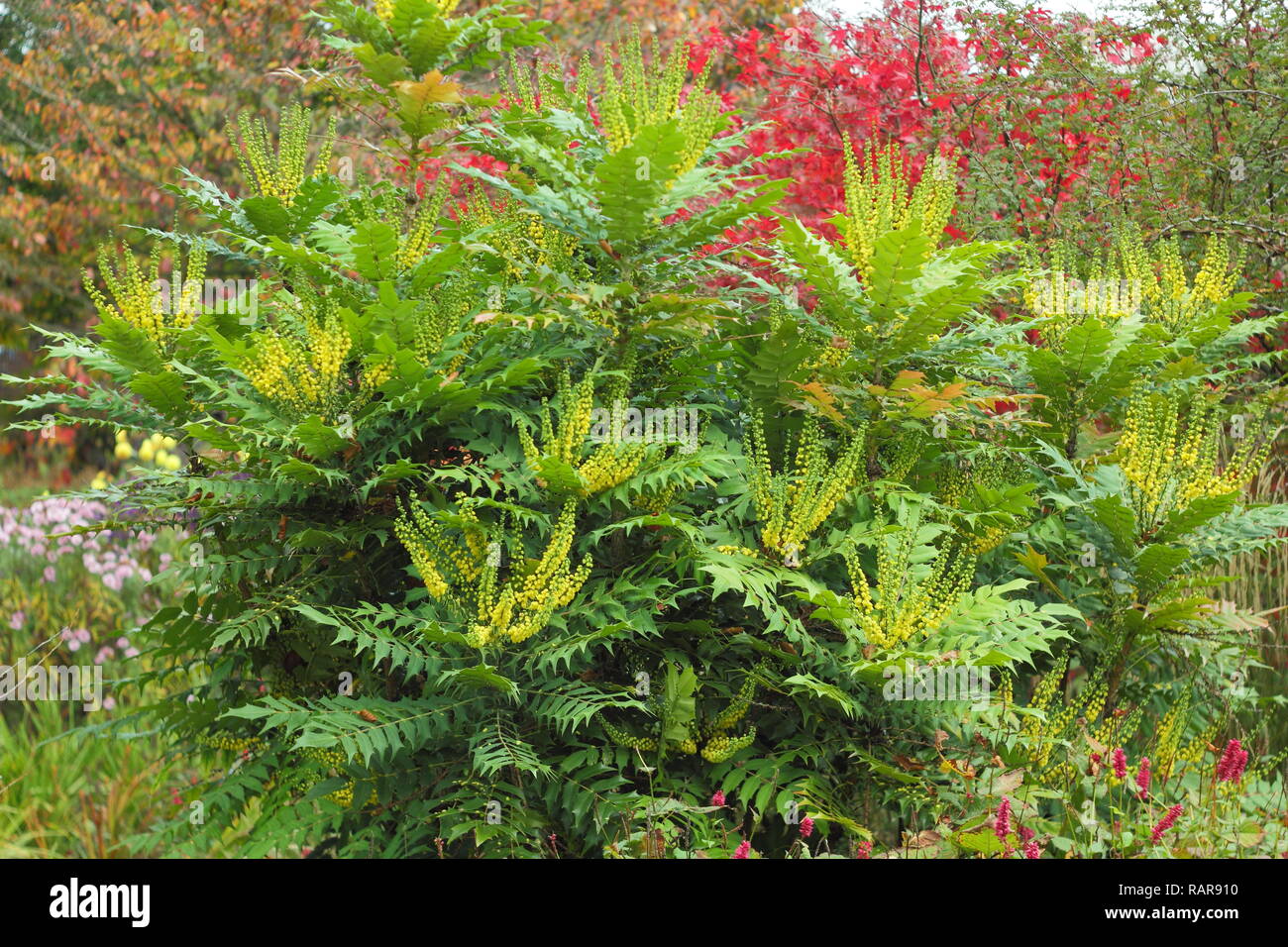 mahonia x media winter sun