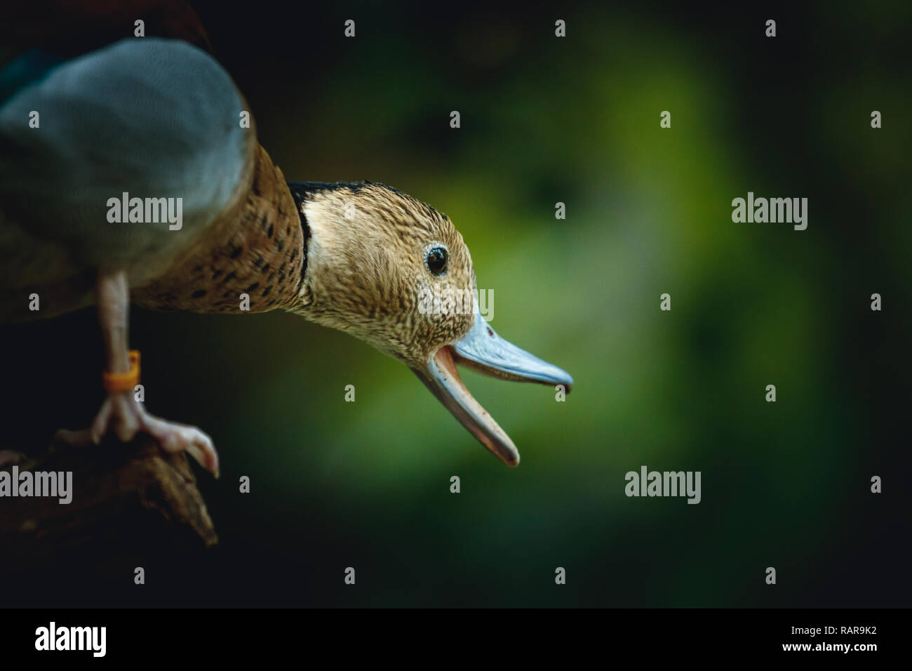 Tiny ducks hi-res stock photography and images - Alamy