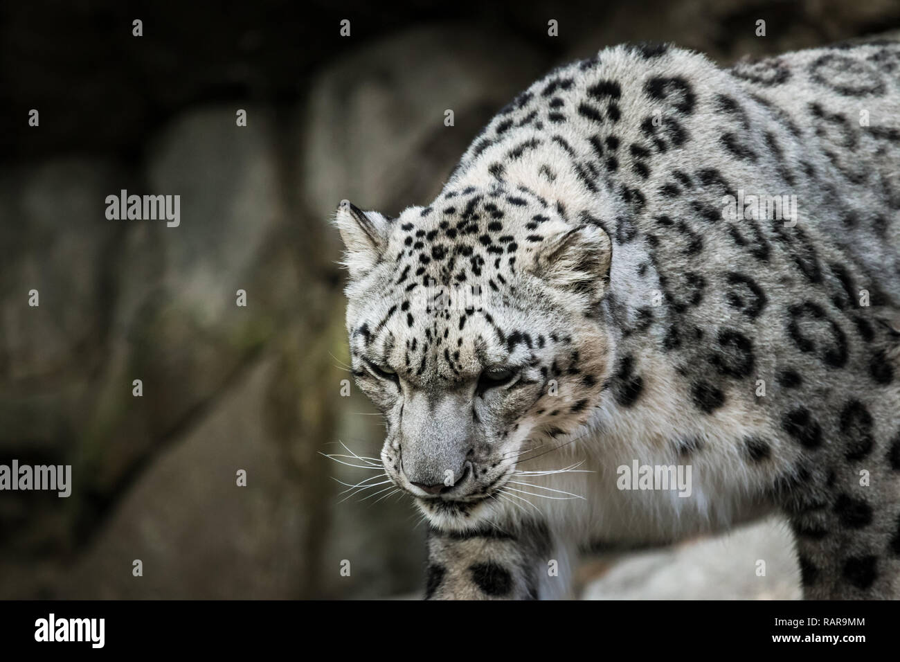 Beauitiful Snow Leopard at a local zoo. Stock Photo