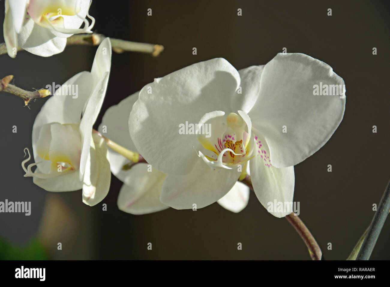 Orchideen, Weiße Orchideen , Hintergrund Stock Photo