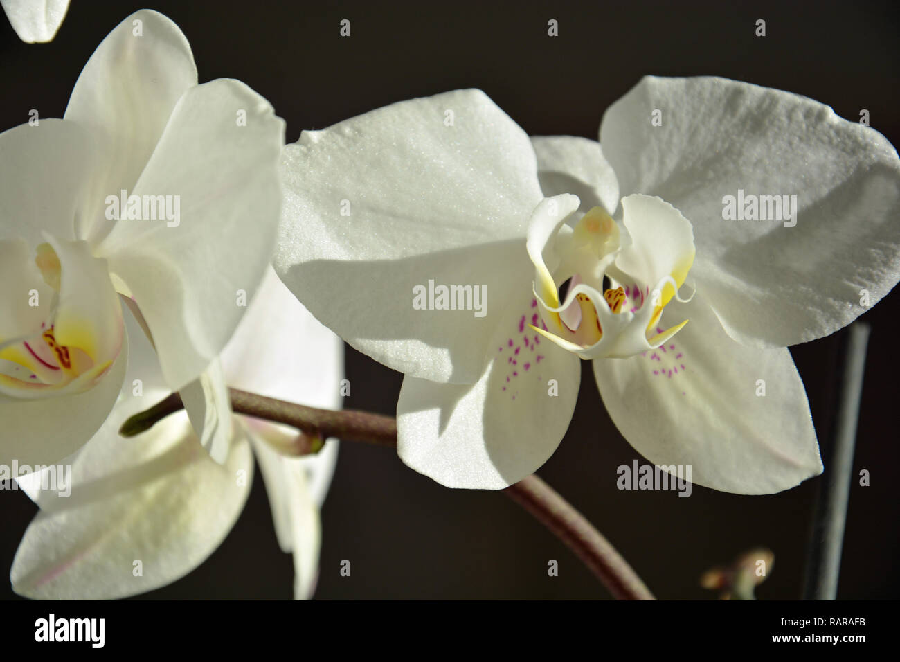 Orchideen, Weiße Orchideen , Hintergrund Stock Photo