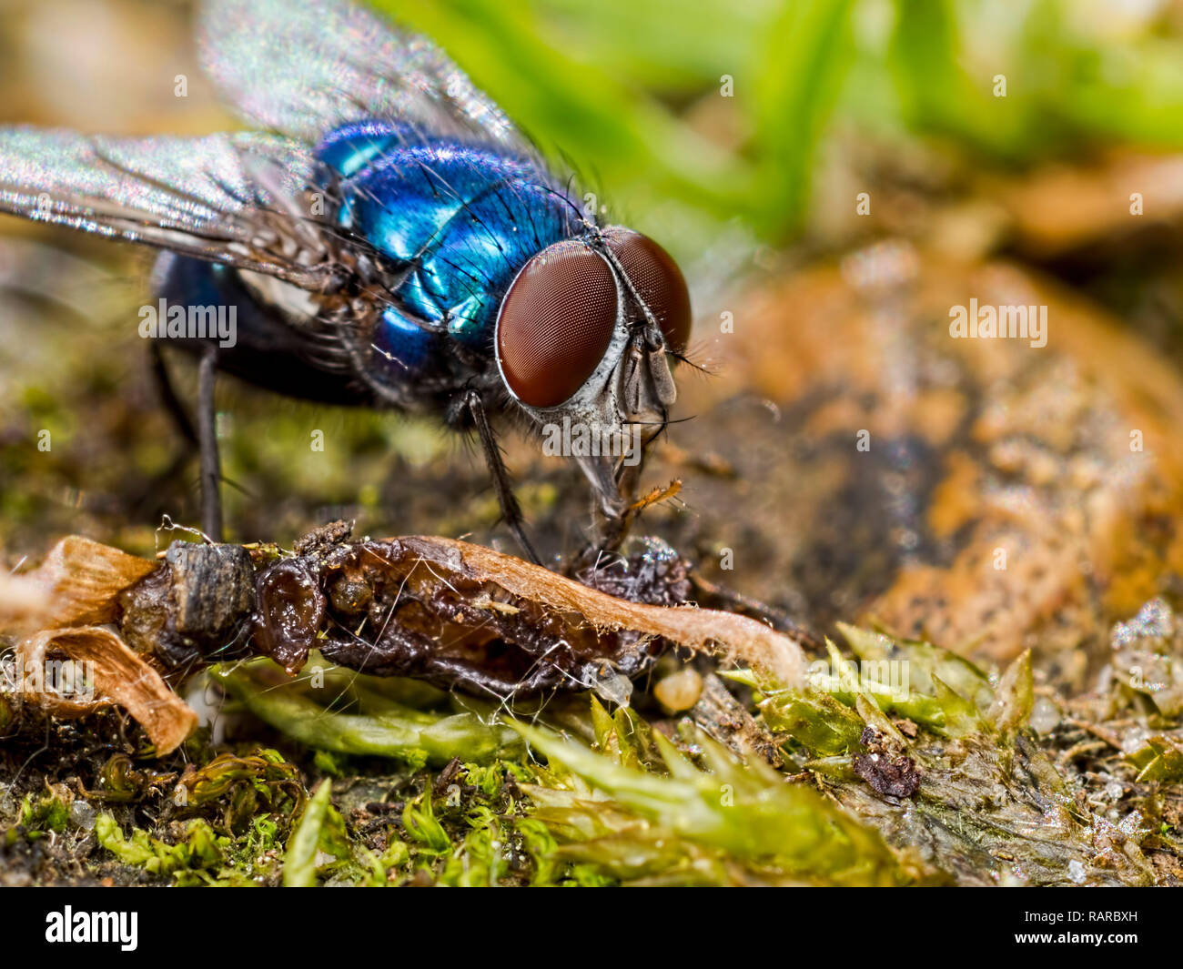 A bluebottle blowfly slurping up the decaying remains of another insect, found on a path at Blashford Lakes nature reserve in Hampshire Stock Photo