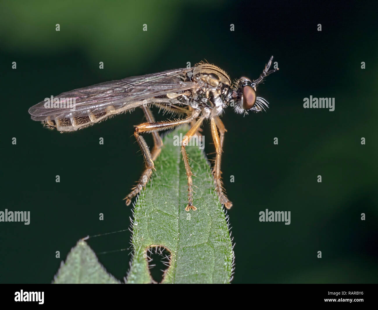 A Long-legged fly (Dolichopus) impersonating a dog! Blashford Lakes nature reserve Hampshire Stock Photo