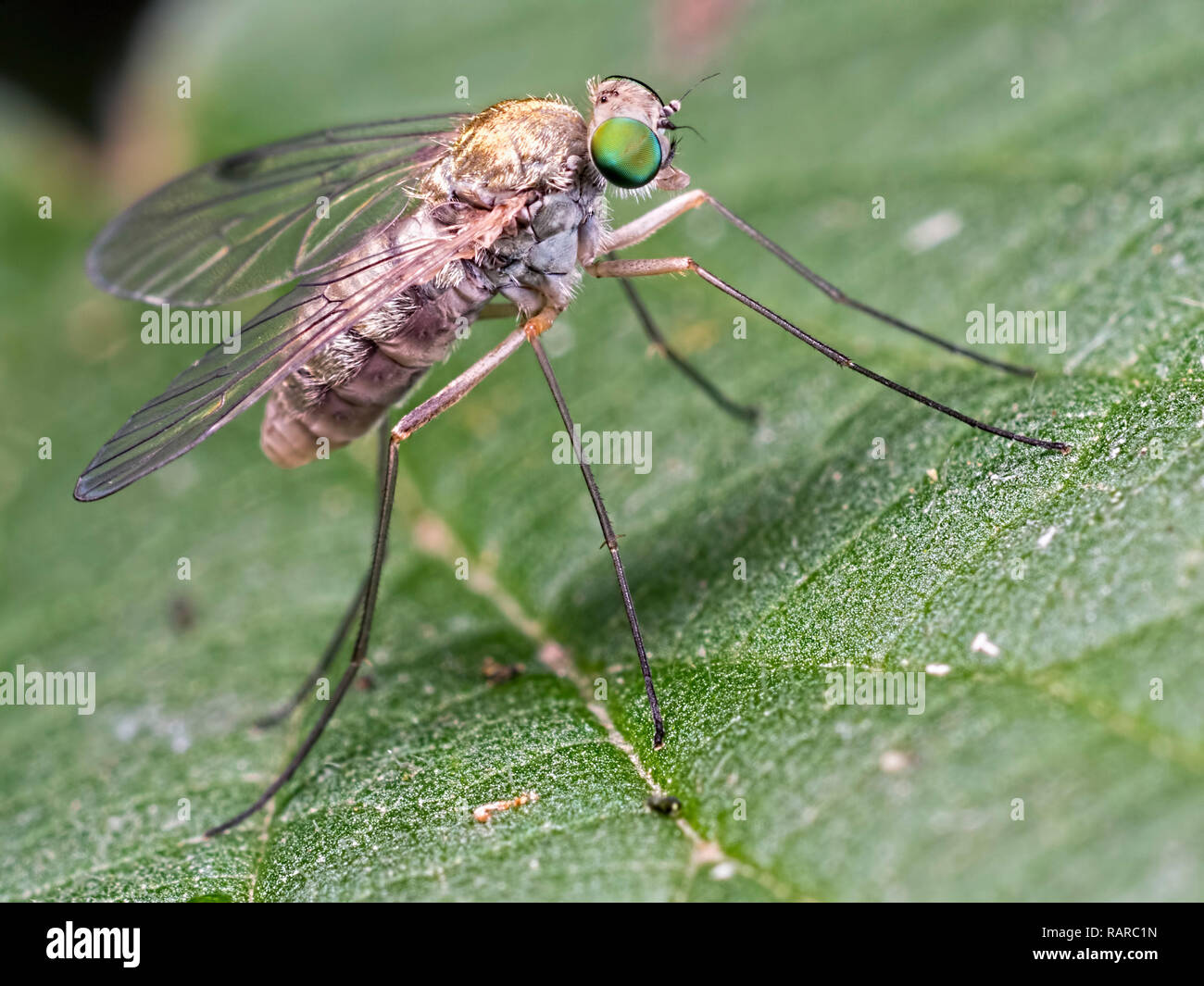 A Green eyed long-legged fly (Dolichopus) discovered at Blashford Lakes nature reserve Stock Photo