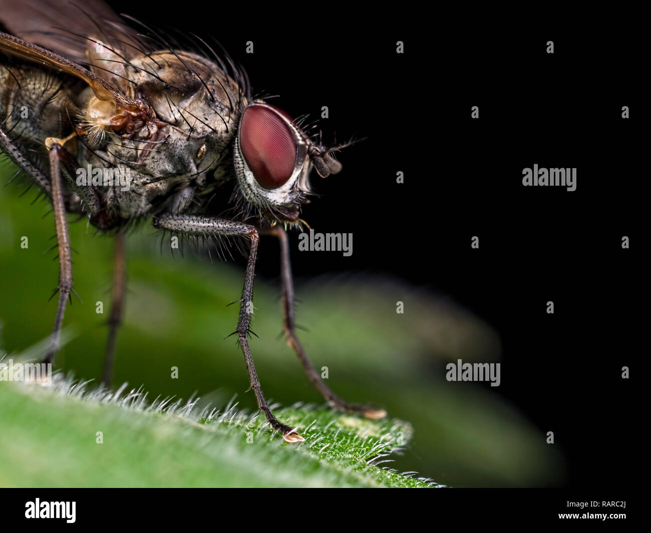 Close upt to a fly from Blashford Lakes nature reserve in Hampshire Stock Photo