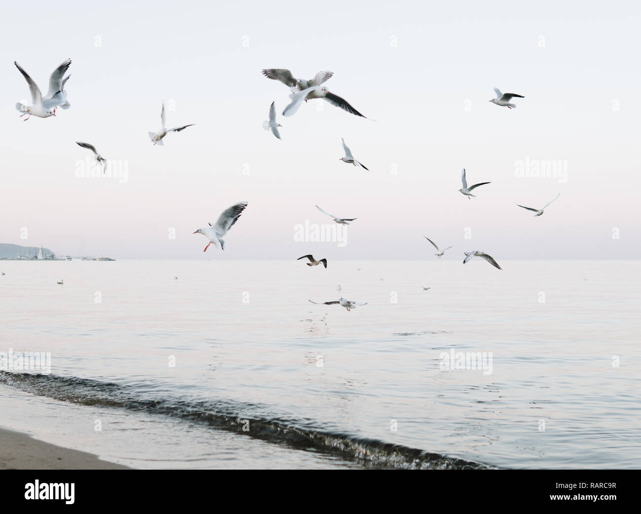 a flock of seagulls flying over sea at the evening Stock Photo - Alamy