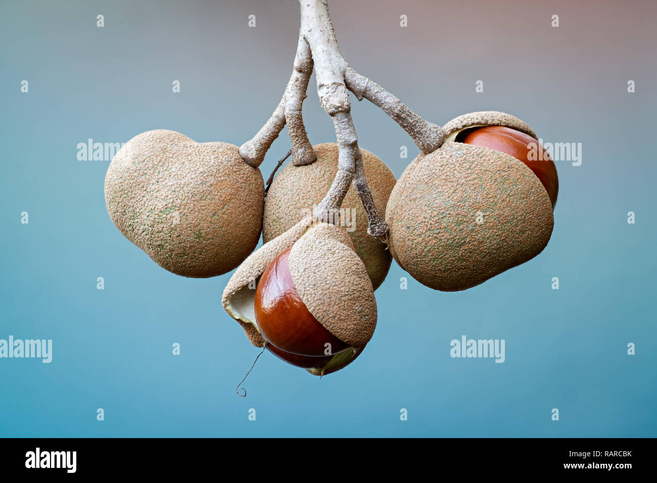 Fruit capsules of red buckeye tree (Aesculus pavia) splitting open and