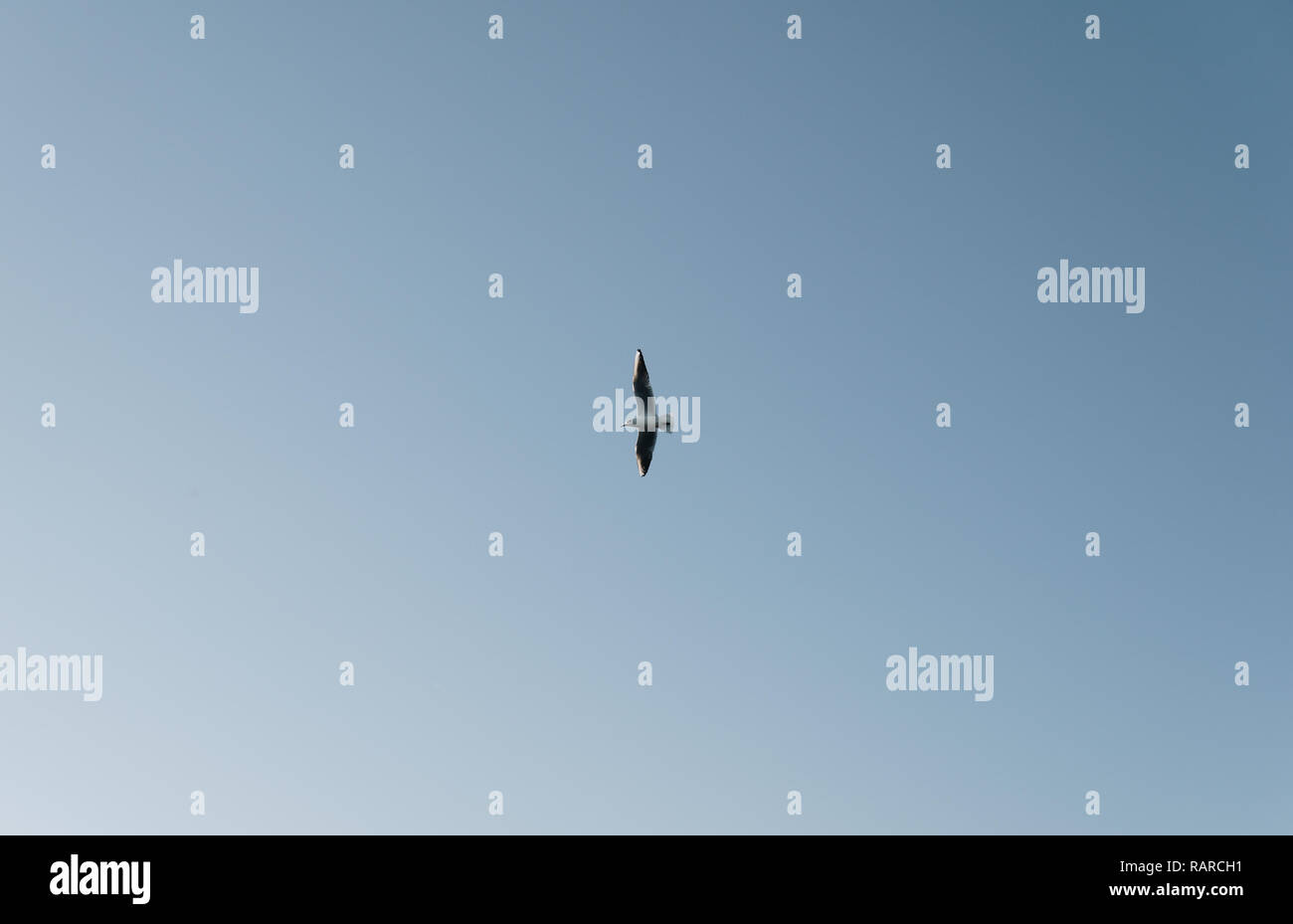 single seagull flying over clear blue sky Stock Photo