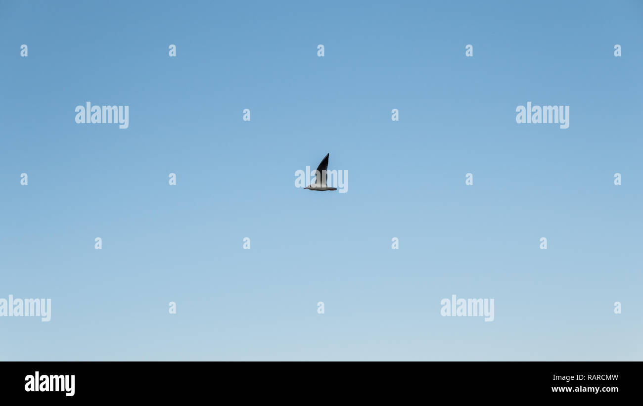 single seagull flying over clear blue sky Stock Photo