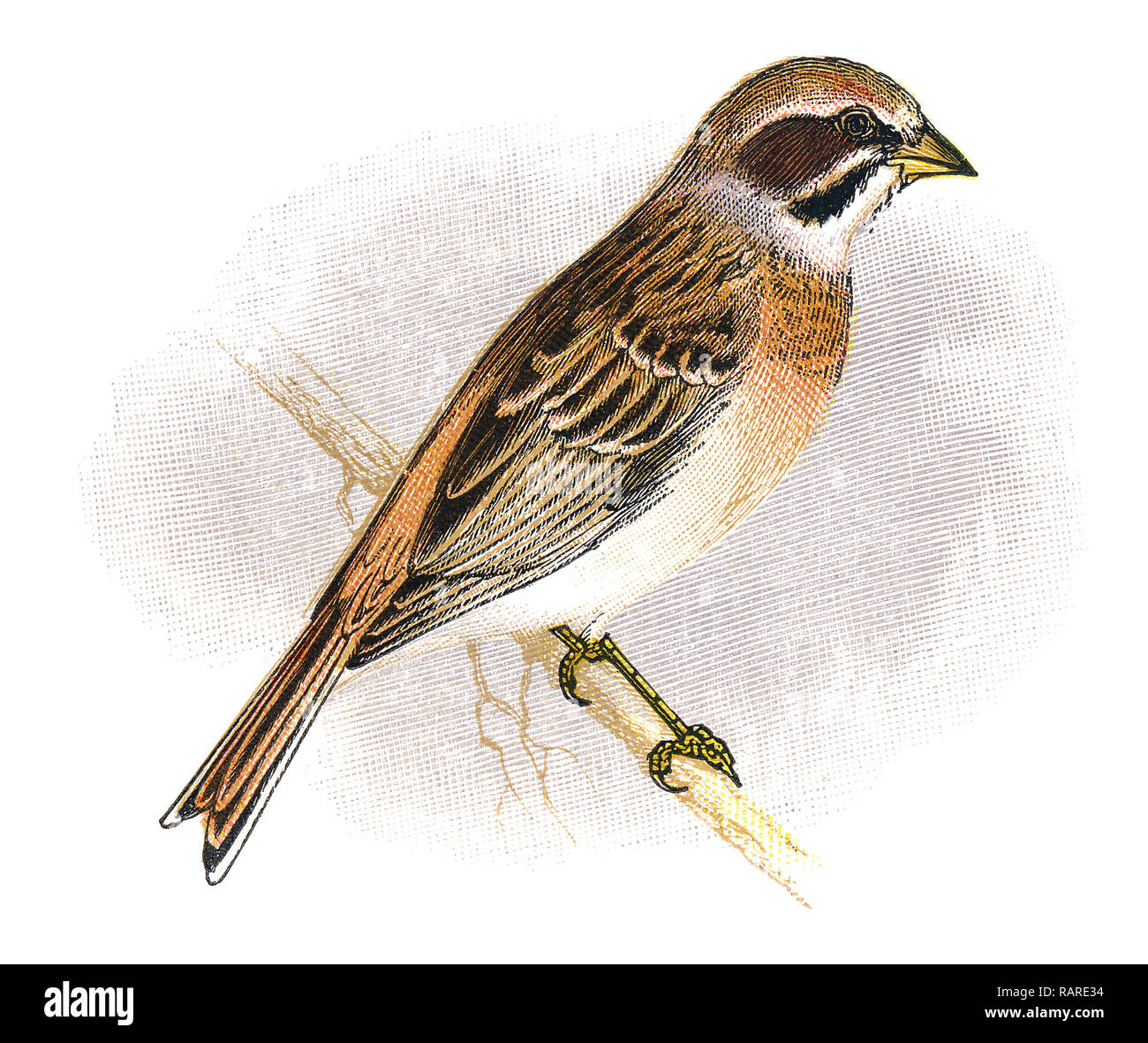 1898 colour engraving of a meadow bunting or Siberian meadow bunting (Emberiza cioides). Stock Photo
