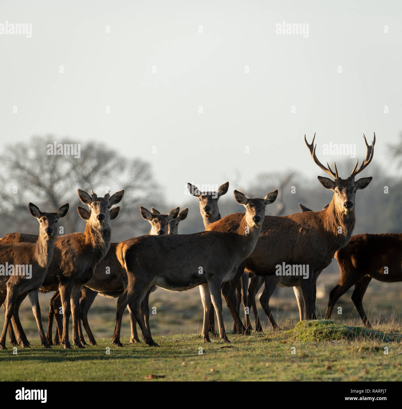 Stag and Hinds at Berkeley Deer Park, Gloucestershire. Stock Photo