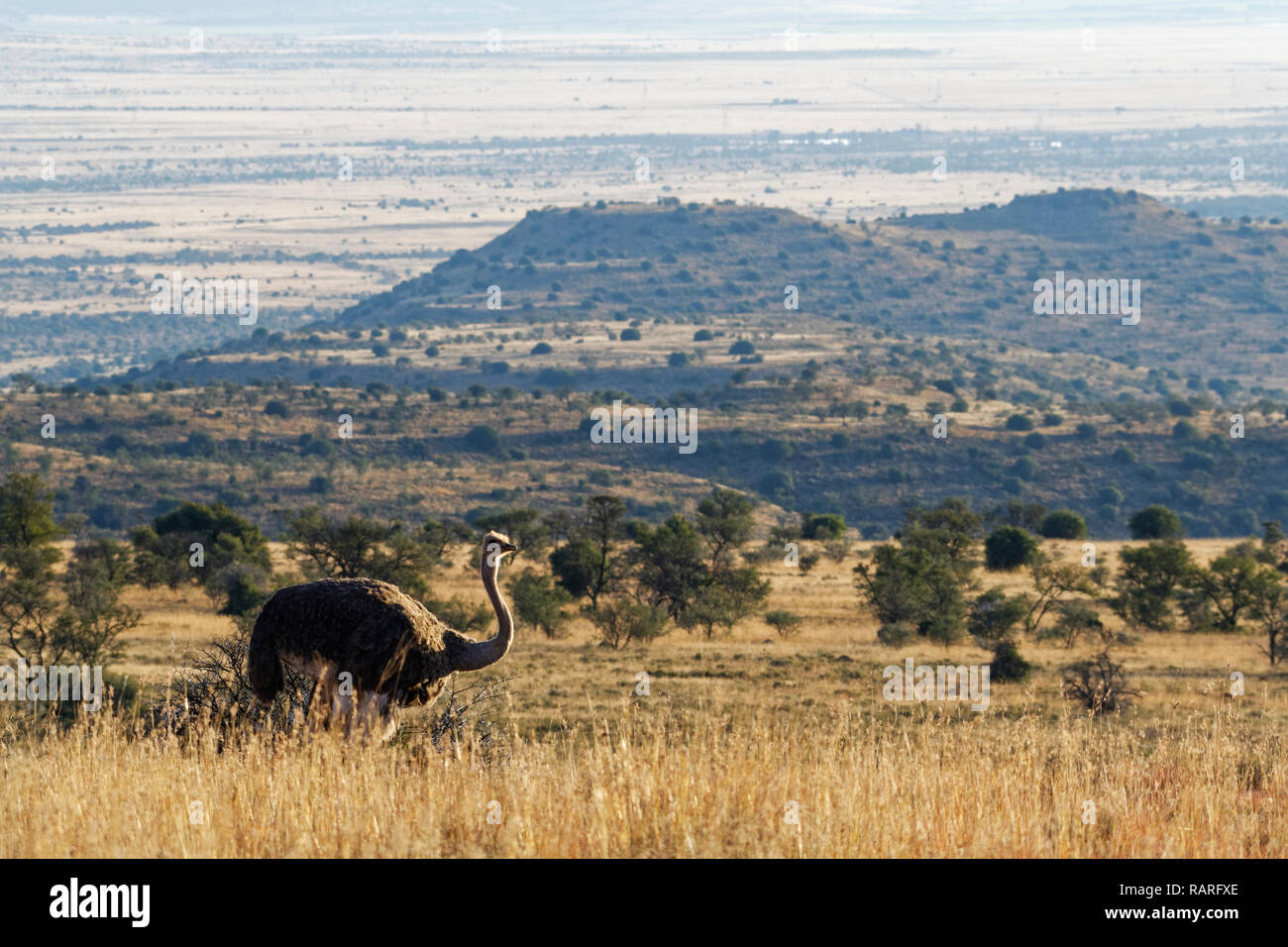 South African ostrich (Struthio camelus australis), adult female, in open grassland, foraging, Mountain Zebra National Park, Eastern Cape, South Afric Stock Photo