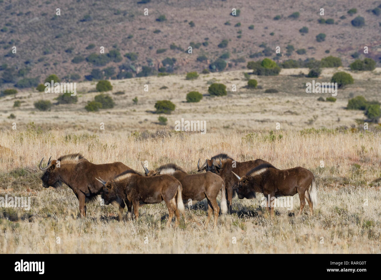Black wildebeests (Connochaetes gnou), small herd, standing in open grassland, Mountain Zebra National Park, Eastern Cape, South Africa, Africa Stock Photo