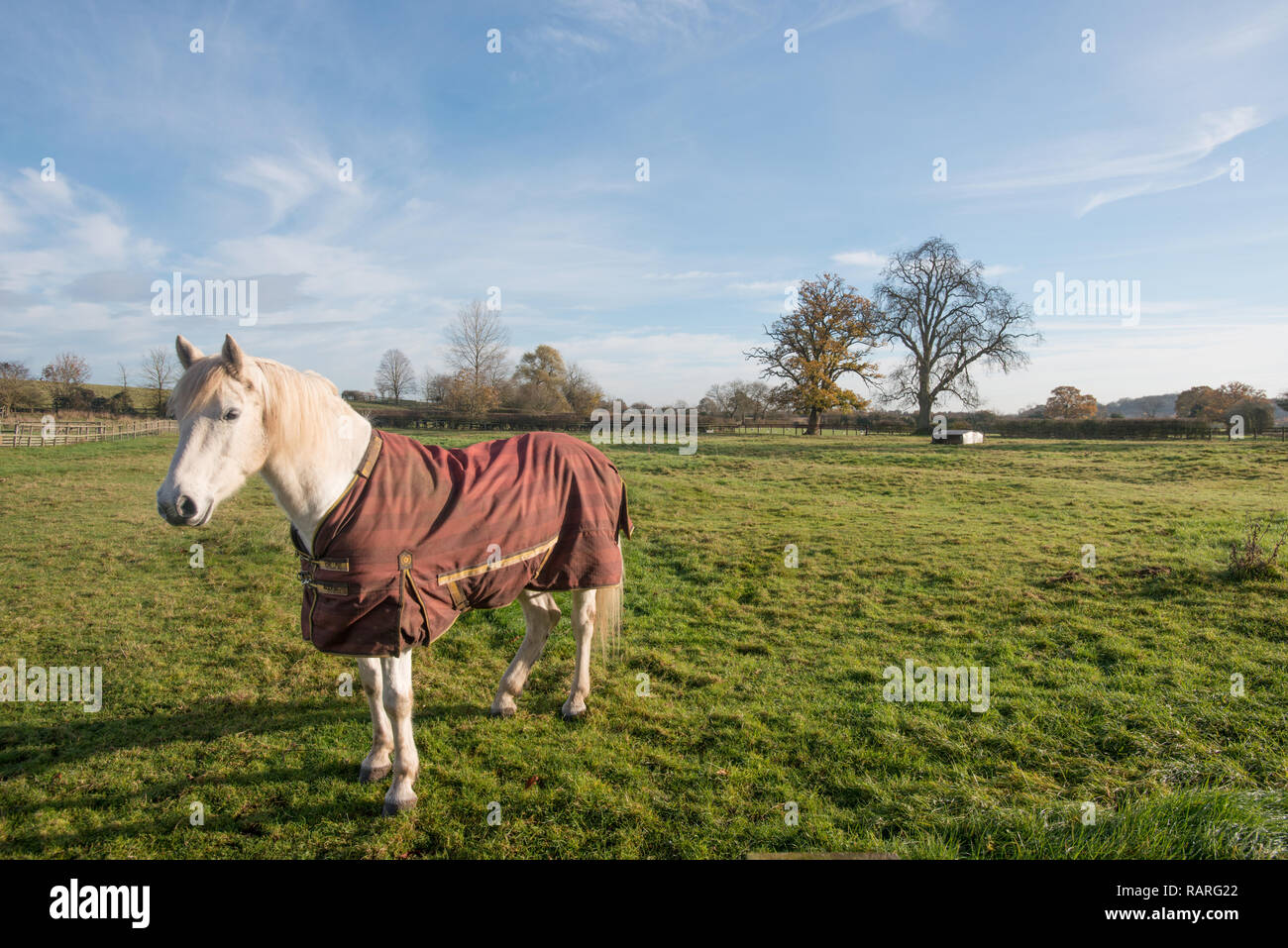 Horse Standing Still High Resolution Stock Photography and Images Alamy