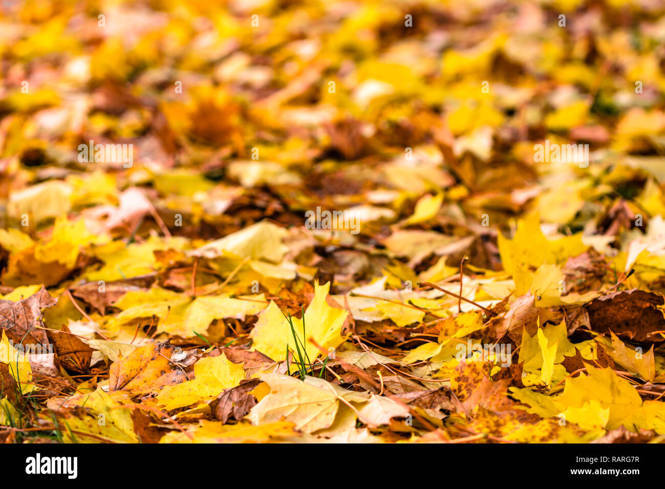 Autumn background with maple leaves in yellow color Stock Photo - Alamy