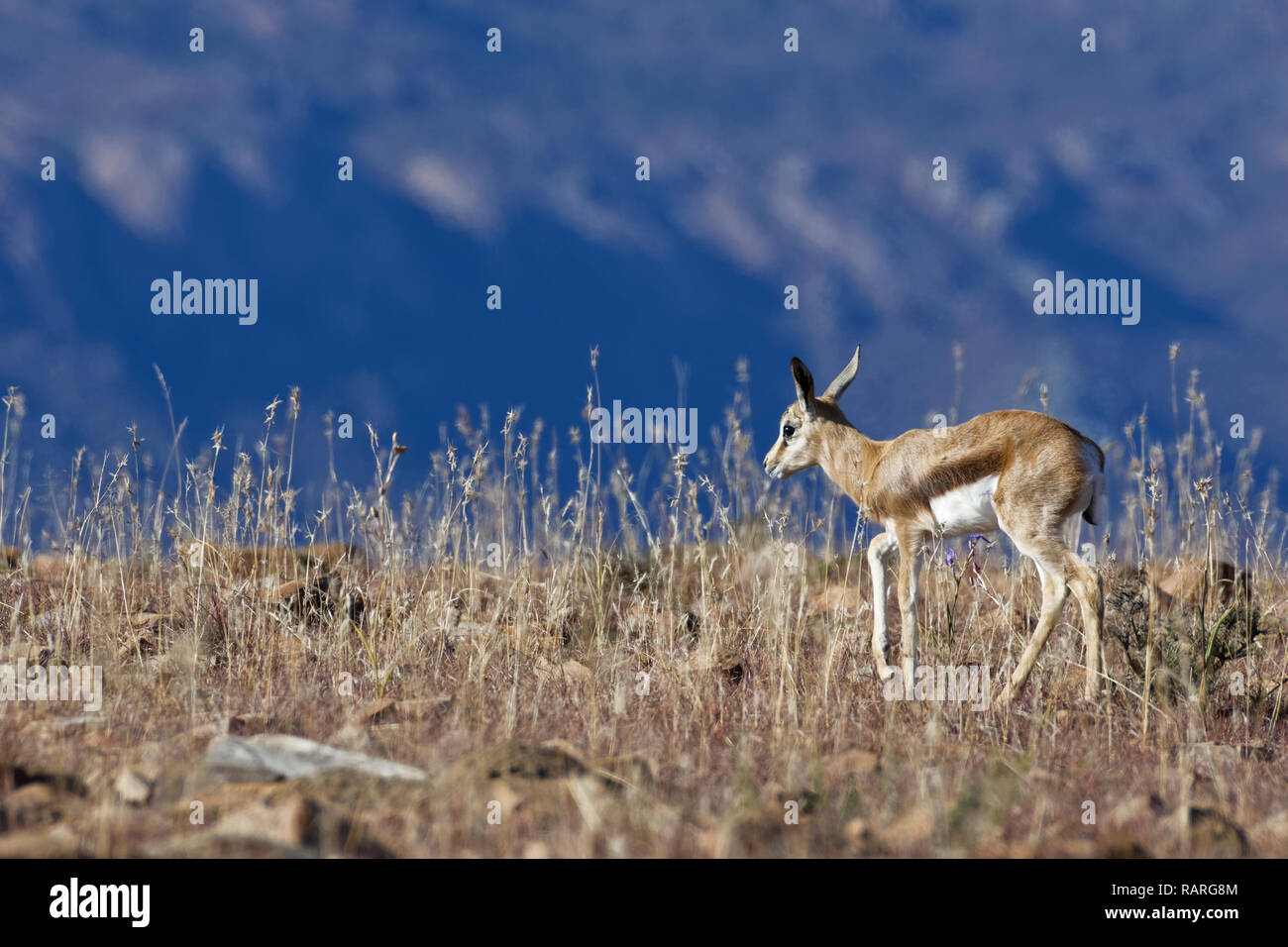 Springbok (Antidorcas marsupialis), young, walking in high dry grass, Mountain Zebra National Park, Eastern Cape, South Africa, Africa Stock Photo