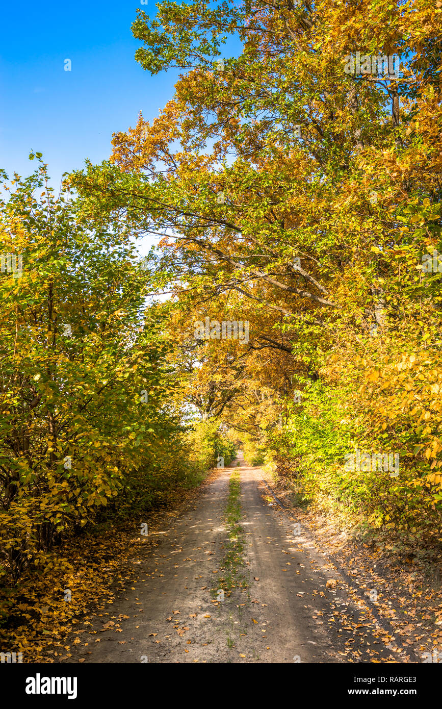 Road through forest in autumn, landscape of trees with golden leaves ...