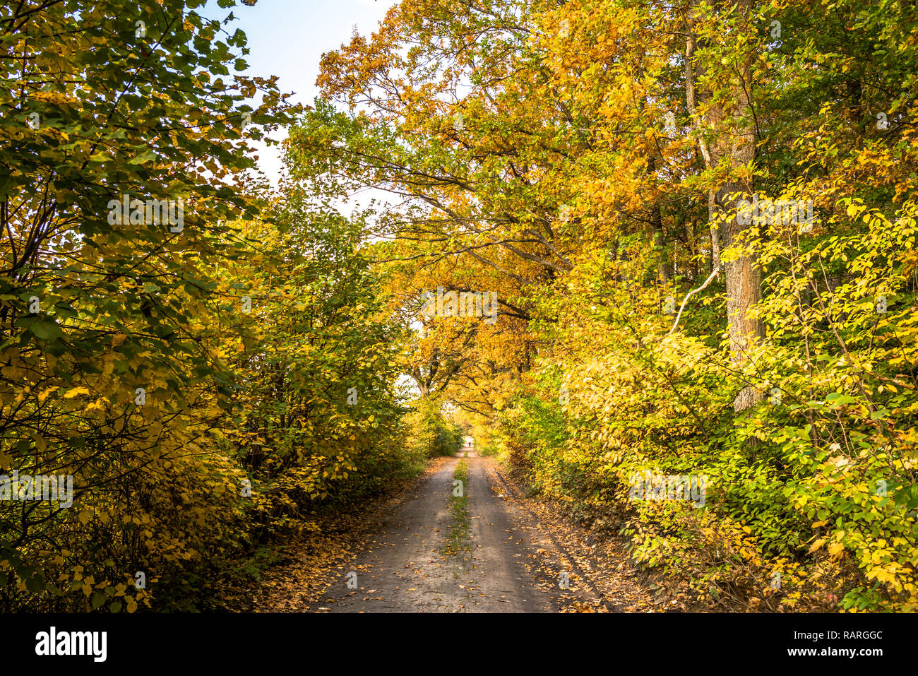 Path Between Tree Alley between trees colorful hi-res stock photography and images - Alamy