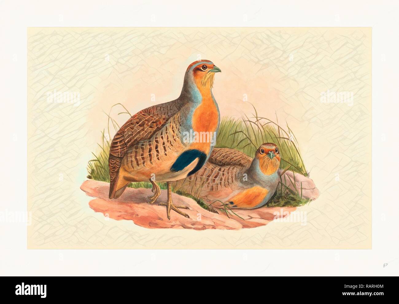 John Gould and H.C. Richter (British, 1804 1881 ), Perdix barbata (Daurian Partridge), colored lithograph. Reimagined Stock Photo
