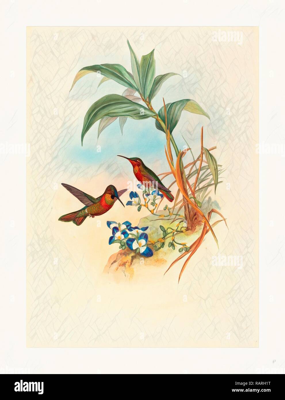 John Gould and H.C. Richter (British, 1804 1881 ), Clytolaema aurescens