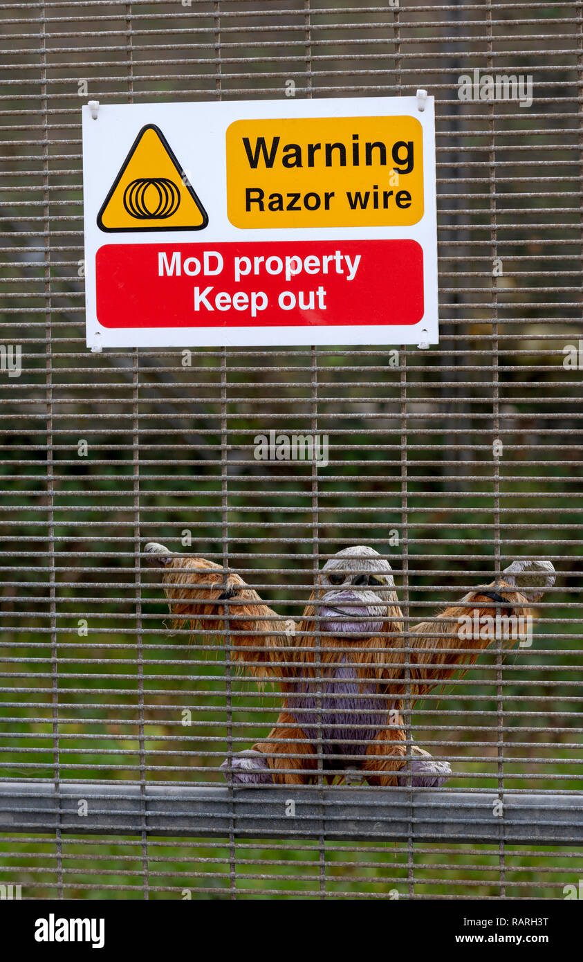 Instow, North Devon, England, UK. January 2019. Ministry of Defence warning sign of razor wire. A toy gorilla placed below the sign for fun. Stock Photo