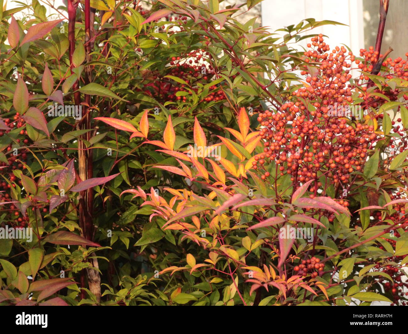 Nandina Domestica close up berries on shrub outdoors Stock Photo Alamy