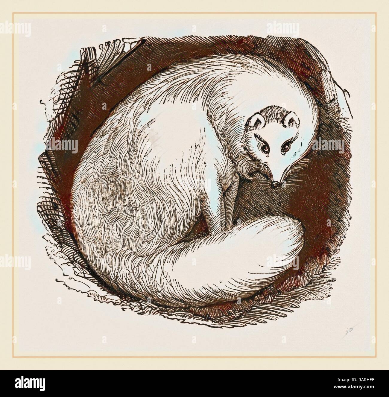 Arctic Fox. Reimagined by Gibon. Classic art with a modern twist