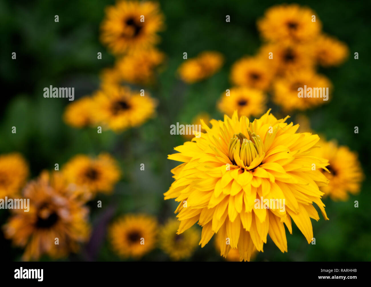 Orange flowers green background hires stock photography and images Alamy