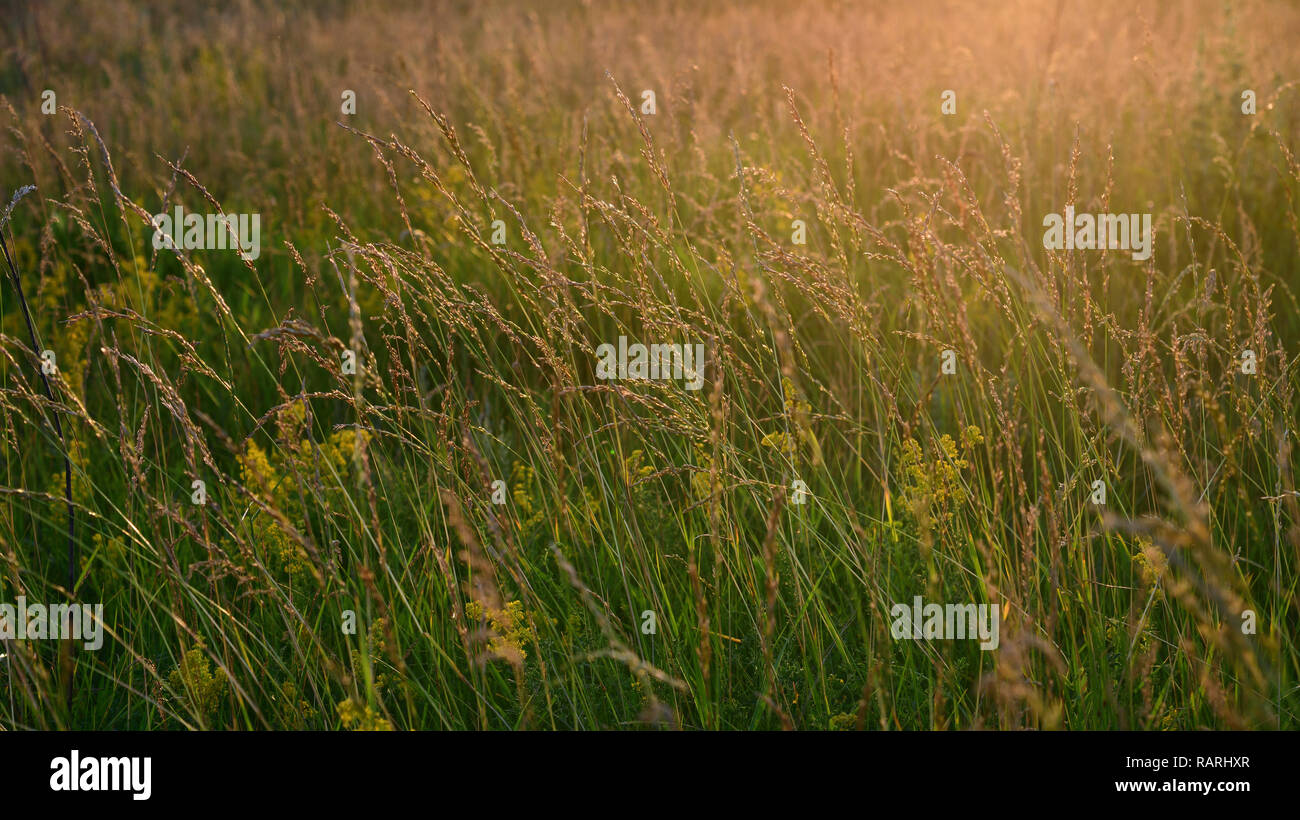 Fragments of the wild meadow in rays of setting sun. Nature of Russia Stock Photo