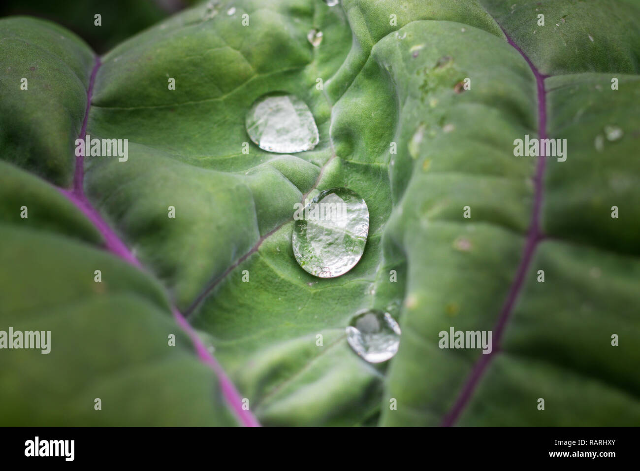 Close up of water drops on cabbage leaf Stock Photo