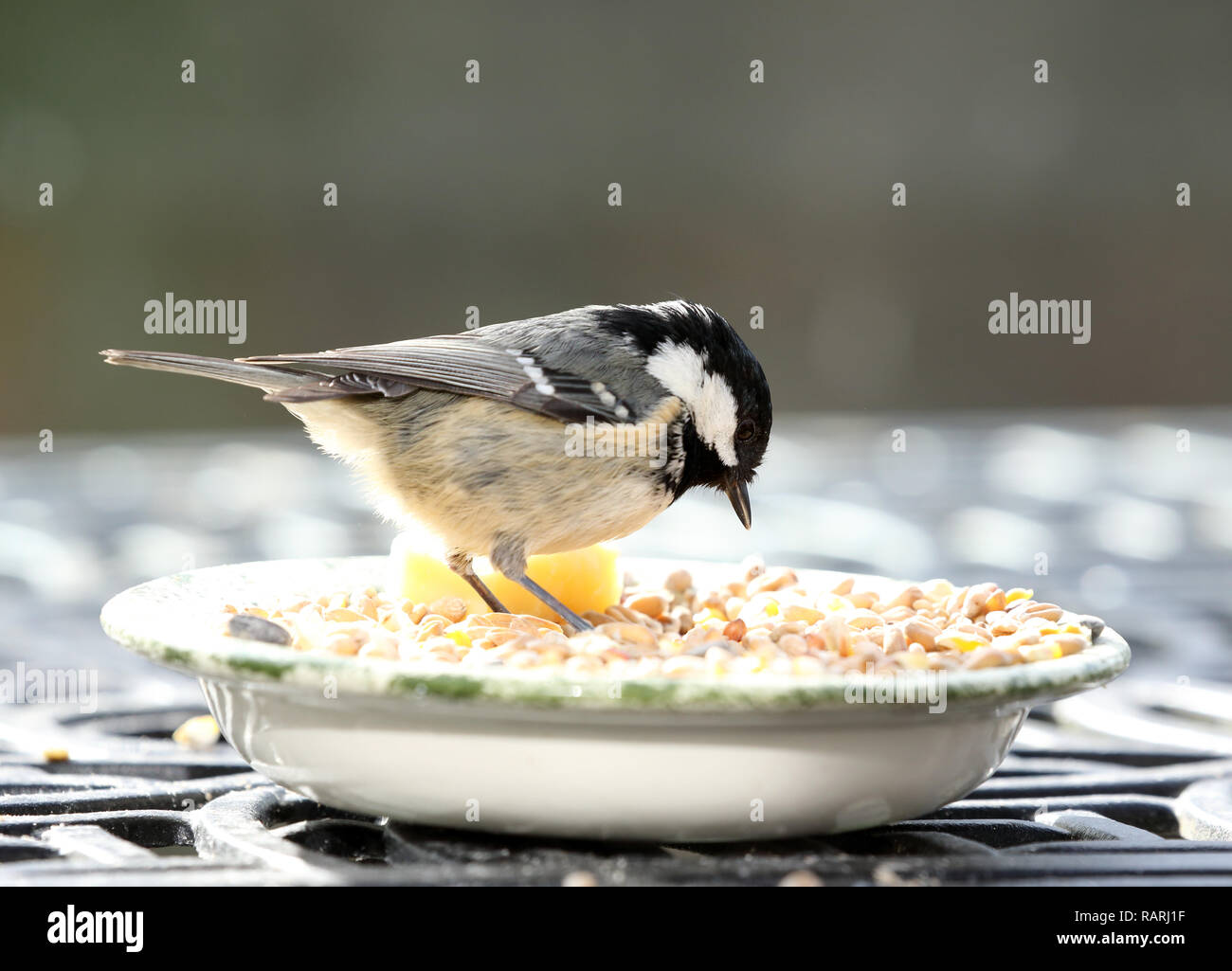 Coal tit, Periparus ater, adult, feeding on seeds in dish. Stock Photo