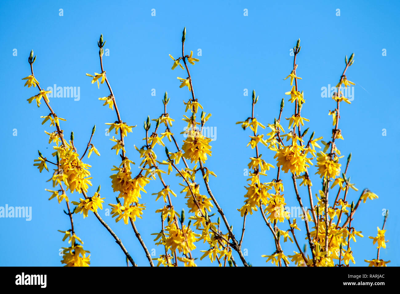 Yellow flower bush on blue sky background. Yellow flowers. Blooming flowers. Bush with yellow flowers. Wild flowers in Latvia. Nature flower. Stock Photo