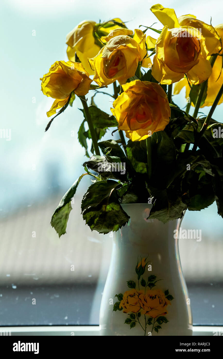 Wilted yellow roses in vase in window light. Vase with yellow roses. Flowers at the window. Yellow roses in vase at the window. Stock Photo