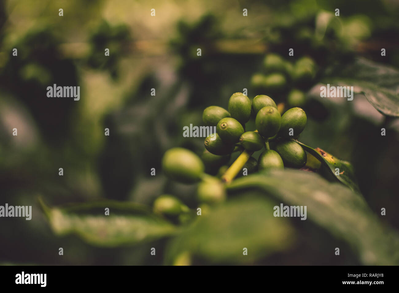Green coffee beans in a plantation Stock Photo Alamy