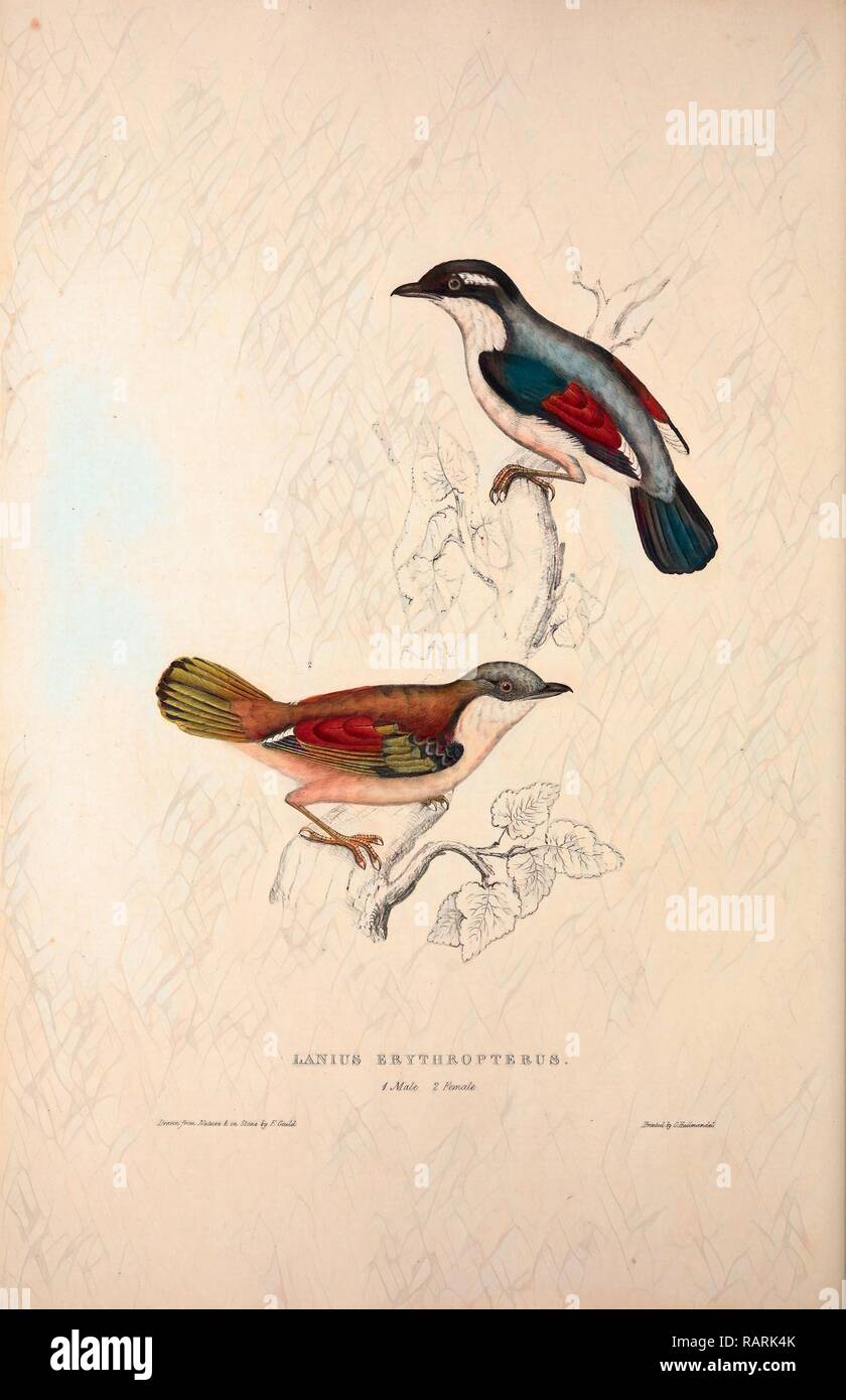 Lanius Erythropterus, Himalayan Shrike-babbler. Birds from the Himalaya Mountains, engraving 1831 by Elizabeth Gould reimagined Stock Photo