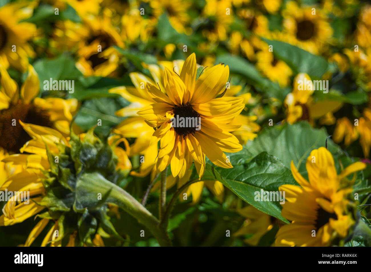Beautiful yellow sunflower field hi-res stock photography and images ...