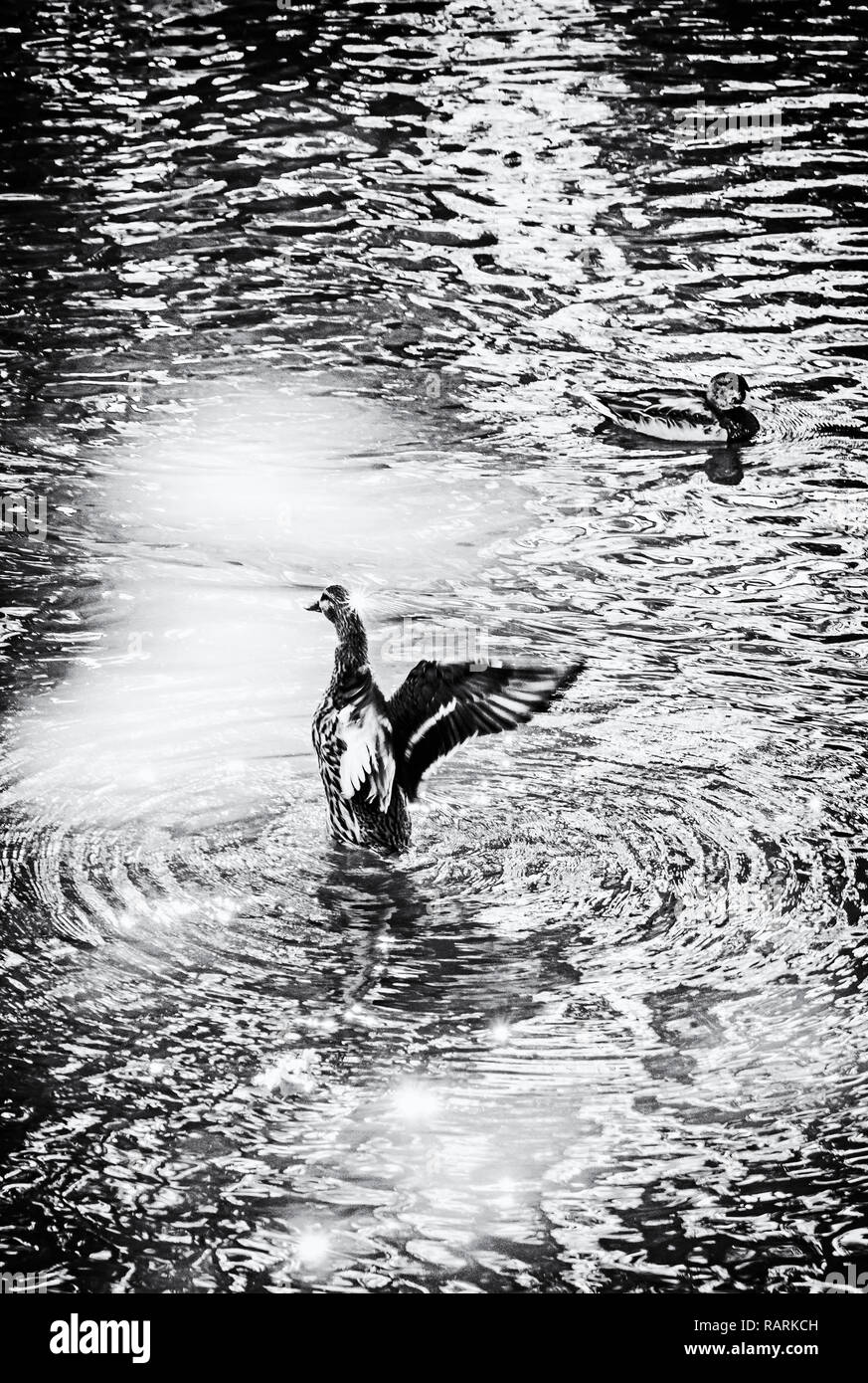 Mallard ducks with reflections in the lake. Natural scene. Beauty in nature. Black and white photo. Stock Photo