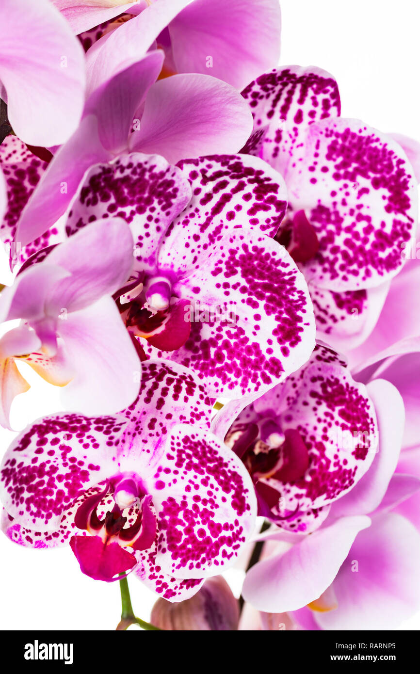 Orchid Flowers Stock Photo
