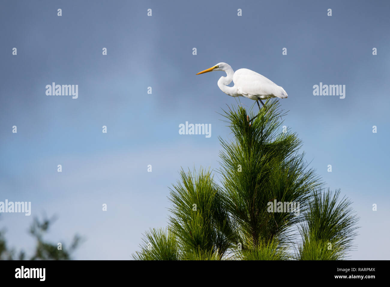Bird in storm hires stock photography and images Alamy