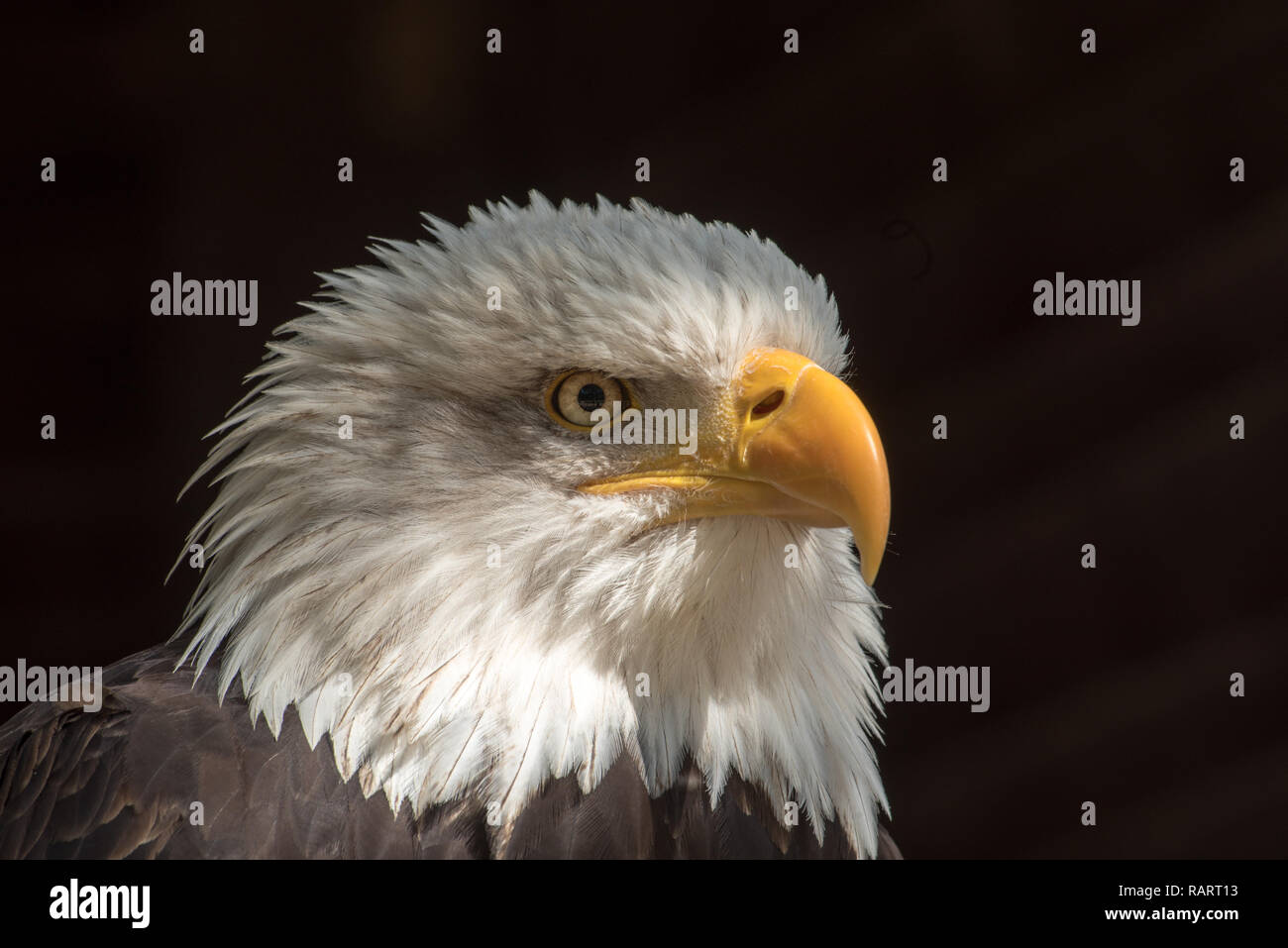 head of majestic bald eagle Stock Photo