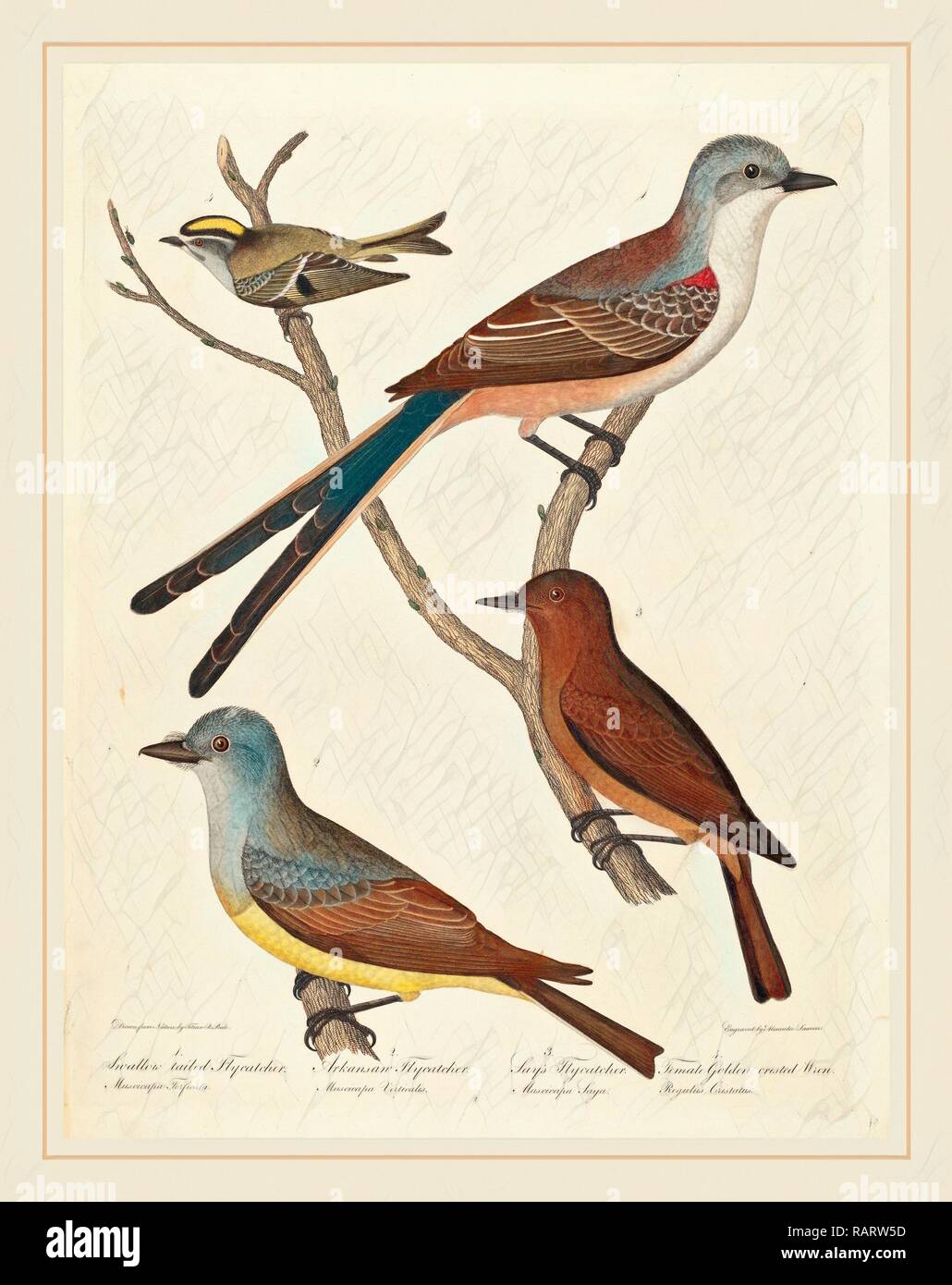 Alexander Lawson after Titian Ramsay Peale, Swallow-tailed Flycatcher, Arkansas Flycatcher, Say's Flycatcher, and reimagined Stock Photo