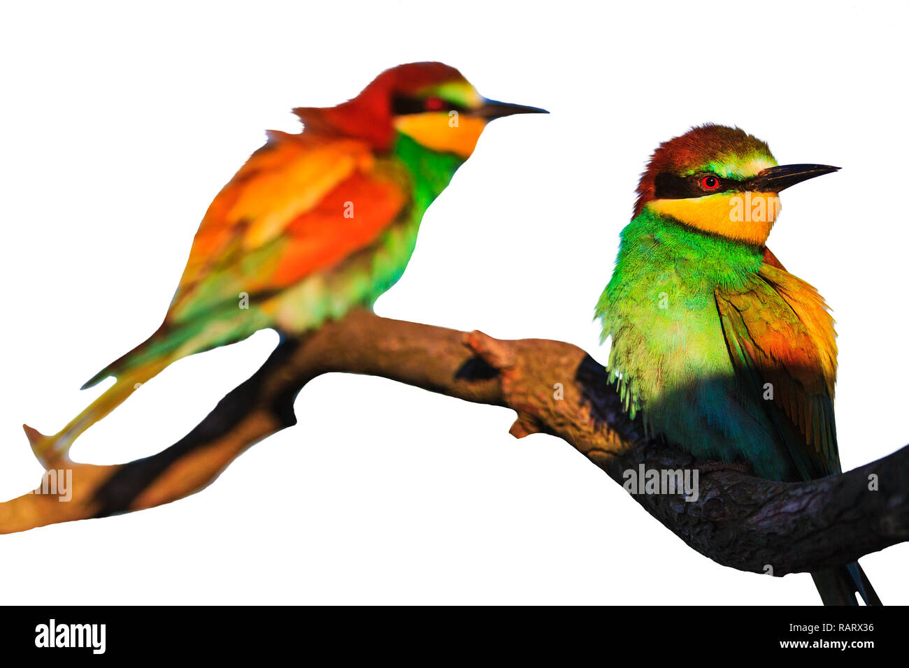 Spring colored birds isolated on a white background, spring period Stock Photo