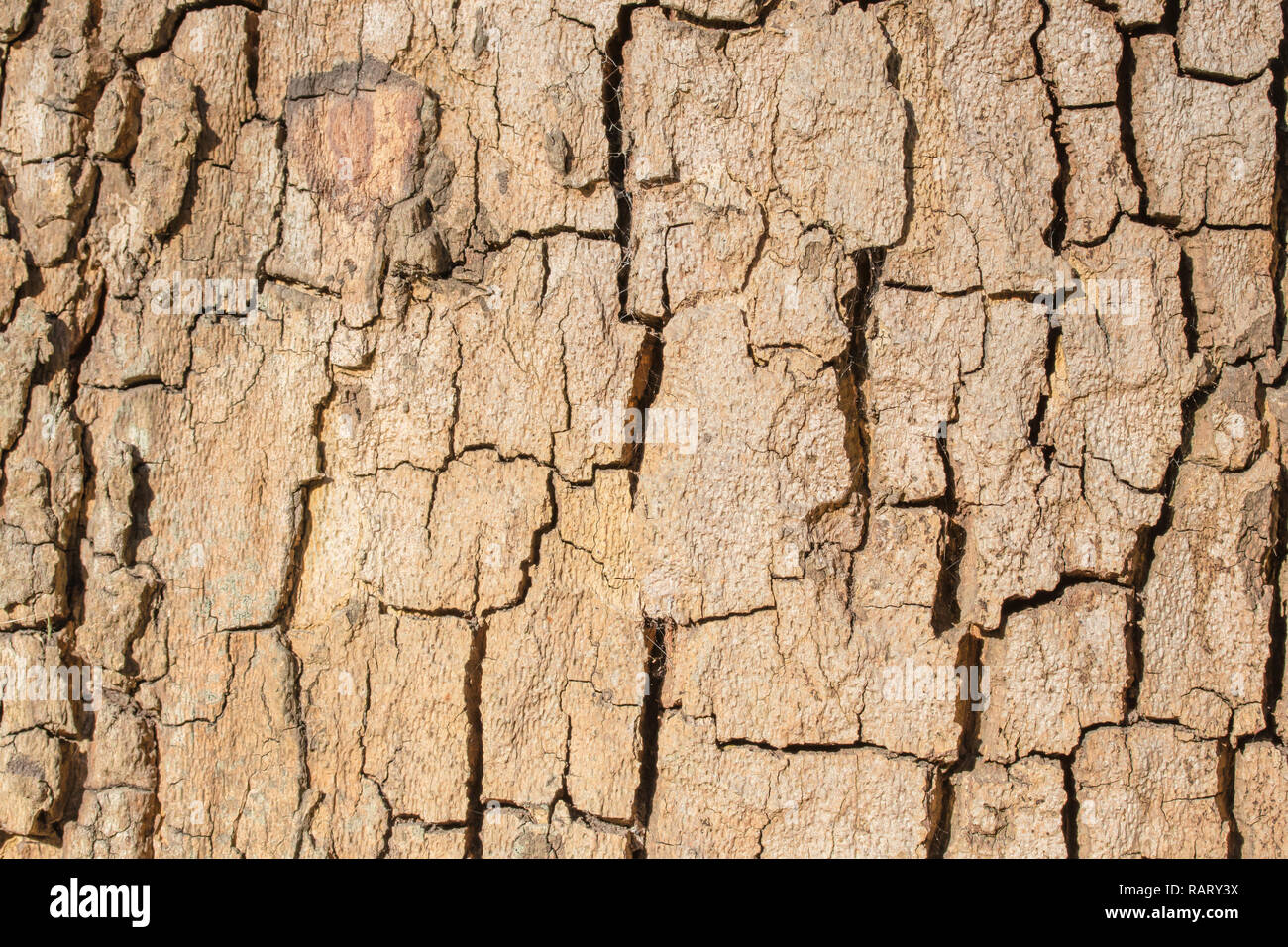 Natural bark background or texture. Abstract pattern Stock Photo