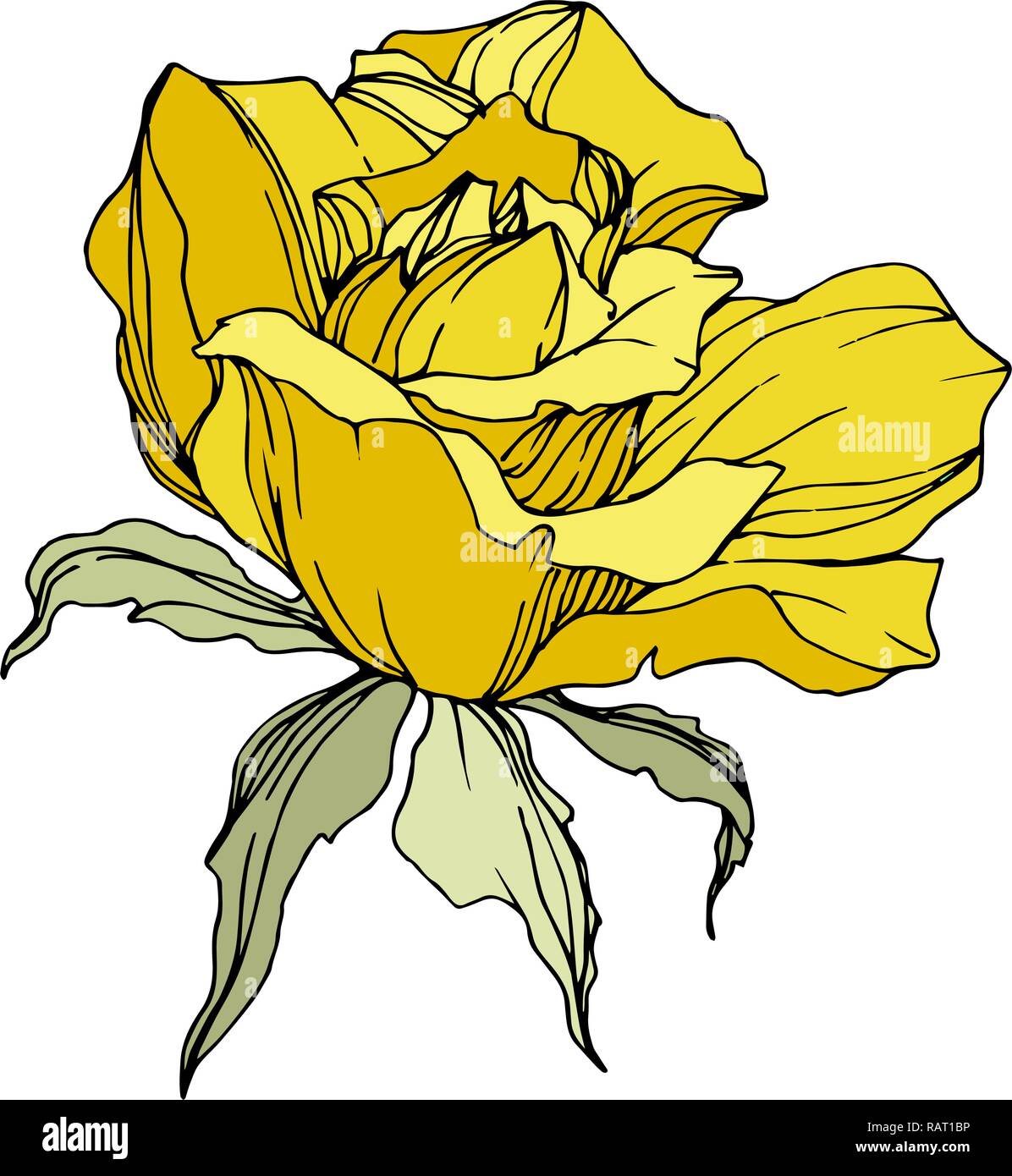Vector Yellow rose. Floral botanical flower. Green leaf. Isolated rose