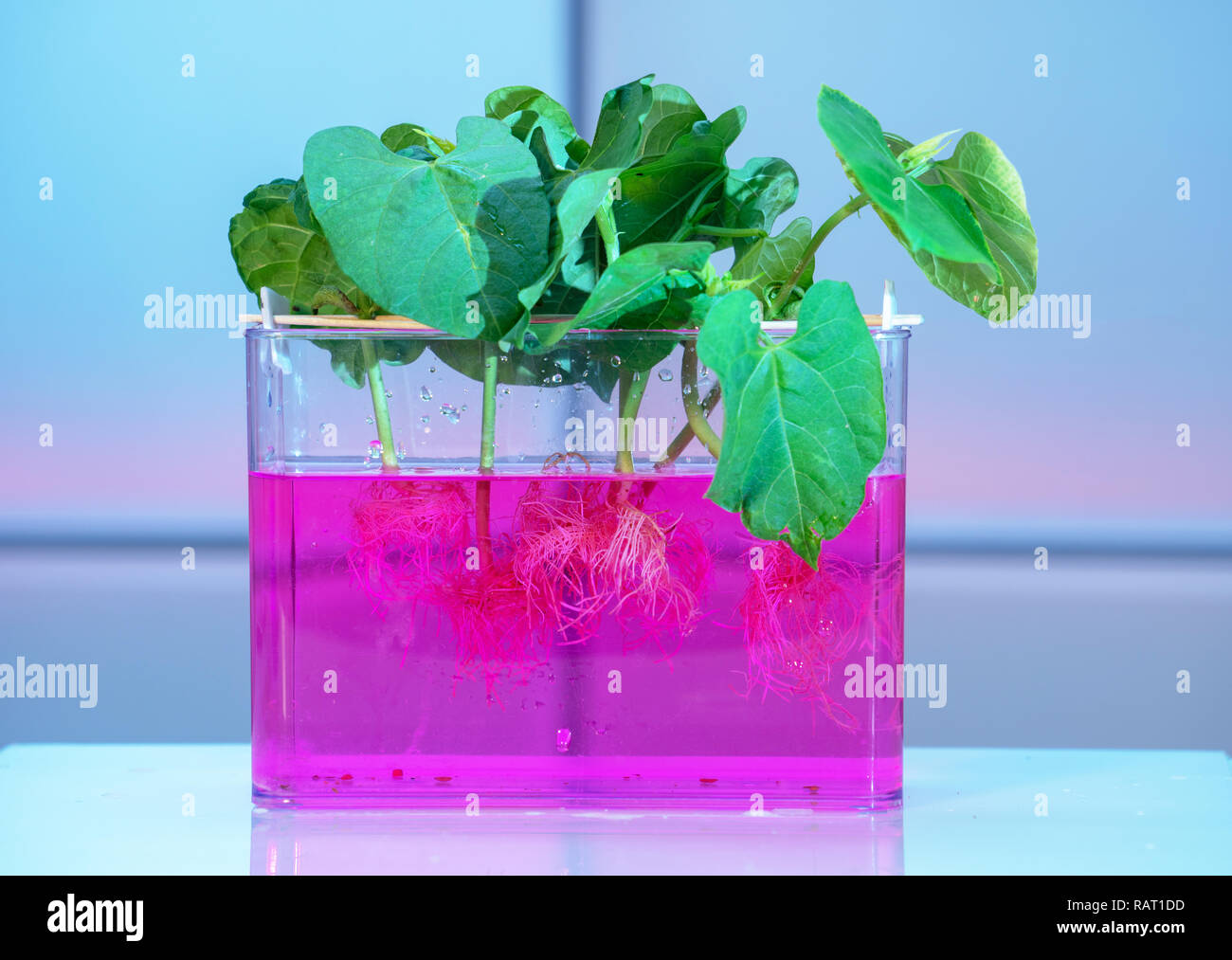 Growing plants by hydroponics in water with chemicals Stock Photo Alamy
